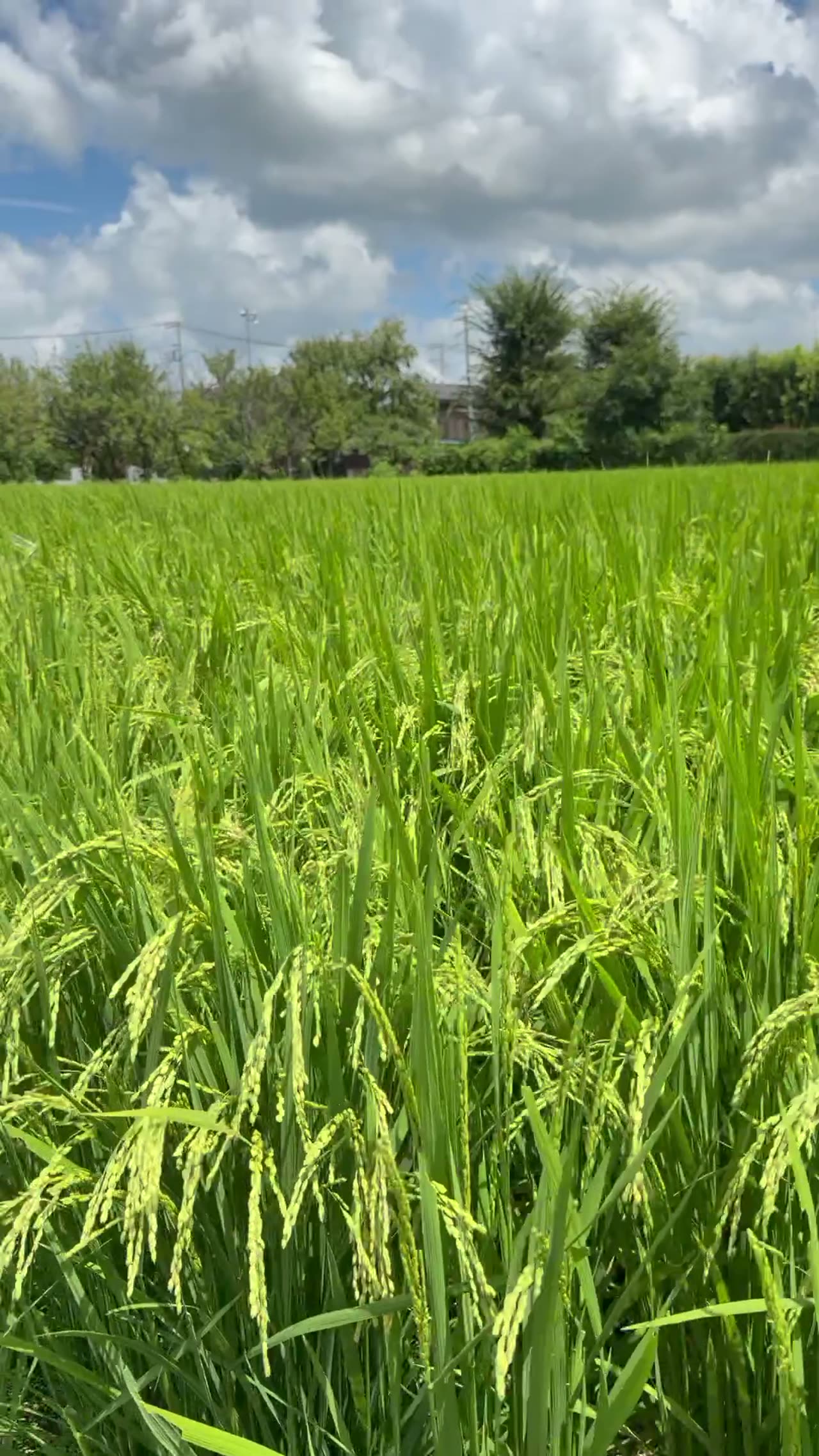 出穂（しゅっすい）— 穂が顔を出す、いちばん静かで大切な季節（2026年8月・川越の田んぼ）